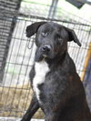 Alfie (Trinity) - Photo 4