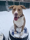 adoptable Dog in brewster, NY named AC - Sarge