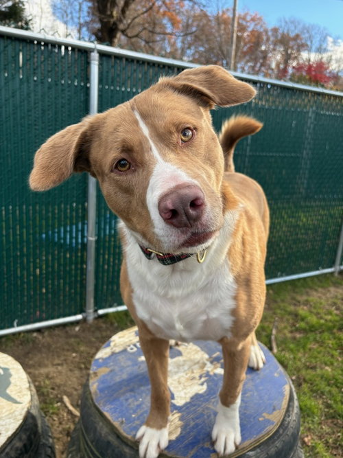 AC - SARGE - Catahoula Leopard Dog / Australian Shepherd available for adoption