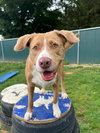 AC - Sarge - Photo 3