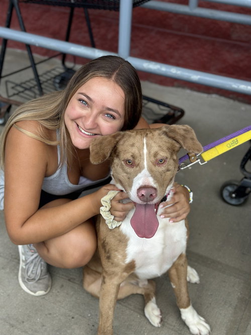 AC - SARGE - Catahoula Leopard Dog / Australian Shepherd available for adoption