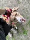 AC - Sarge - Photo 4