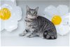 adoptable Cat in brewster, NY named Silvia