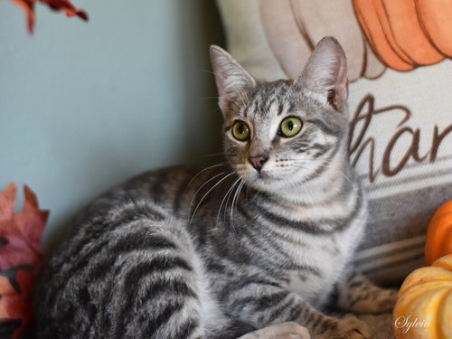 SILVIA - Domestic Short Hair available for adoption