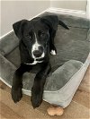 adoptable Dog in brewster, NY named Chase (aka Billings) (Lila