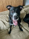 adoptable Dog in Brewster, NY named Chase (aka Billings) (Lila