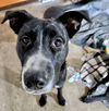 adoptable Dog in  named Chase (aka Billings) (Lila