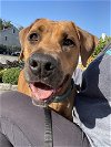 adoptable Dog in brewster, NY named Patty