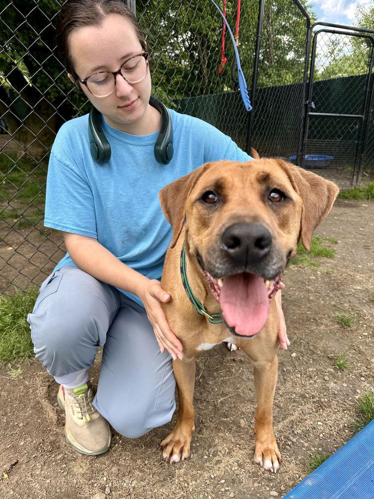 adoptable Dog in Brewster, NY named Patty