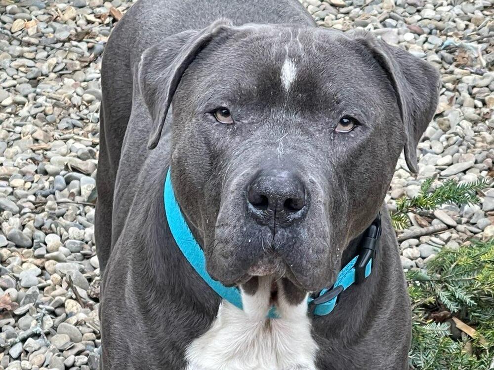 adoptable Dog in Brewster, NY named Lucky Loki