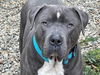 adoptable Dog in brewster, NY named Lucky Loki