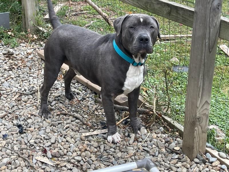 adoptable Dog in Brewster, NY named Lucky Loki