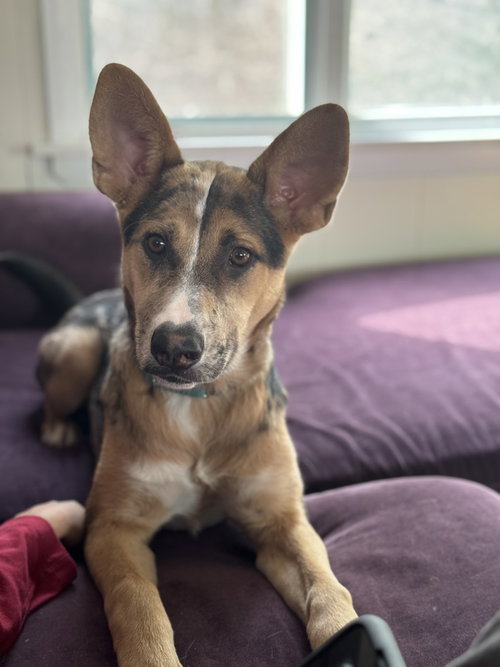 VIOLET (CRAYOLA LITTER) - Shepherd / Labrador Retriever available for adoption