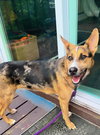 Violet (Crayola Litter) - Photo 2