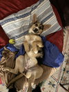 Violet (Crayola Litter) - Photo 4