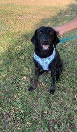 LUNA 2 (TX) - Labrador Retriever available for adoption