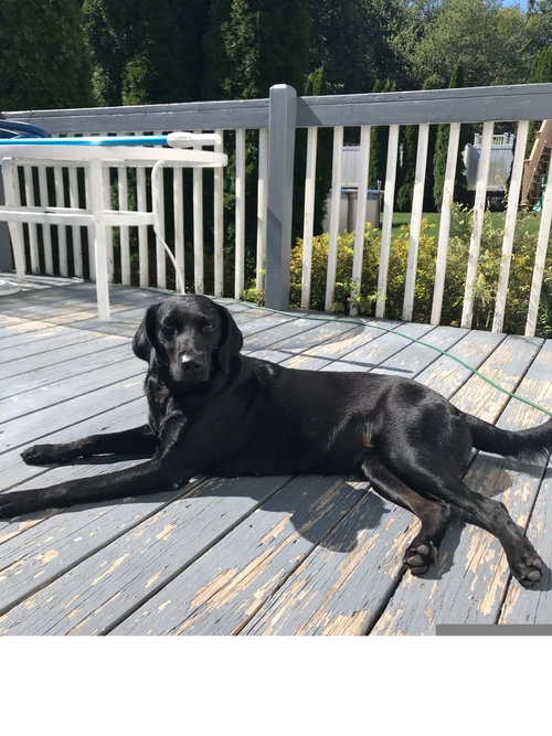 LUNA 2 (TX) - Labrador Retriever available for adoption