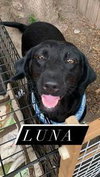 Luna 2 (TX) - Photo 3