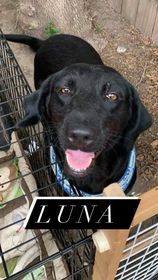 Photo 3 of Luna 2 (TX)