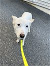 adoptable Dog in brewster, NY named Kendra