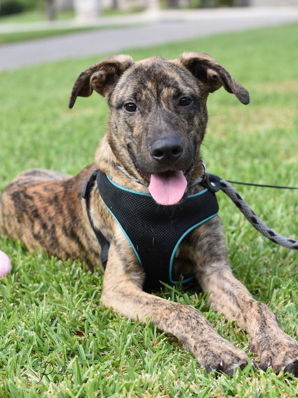 adoptable Dog in Brewster, NY named Radley (Pasadena Boxers)