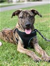 adoptable Dog in brewster, NY named Radley (Pasadena Boxers)