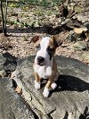 adoptable Dog in  named Leaf (Daisy