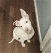 adoptable Dog in brewster, NY named Bud (Daisy