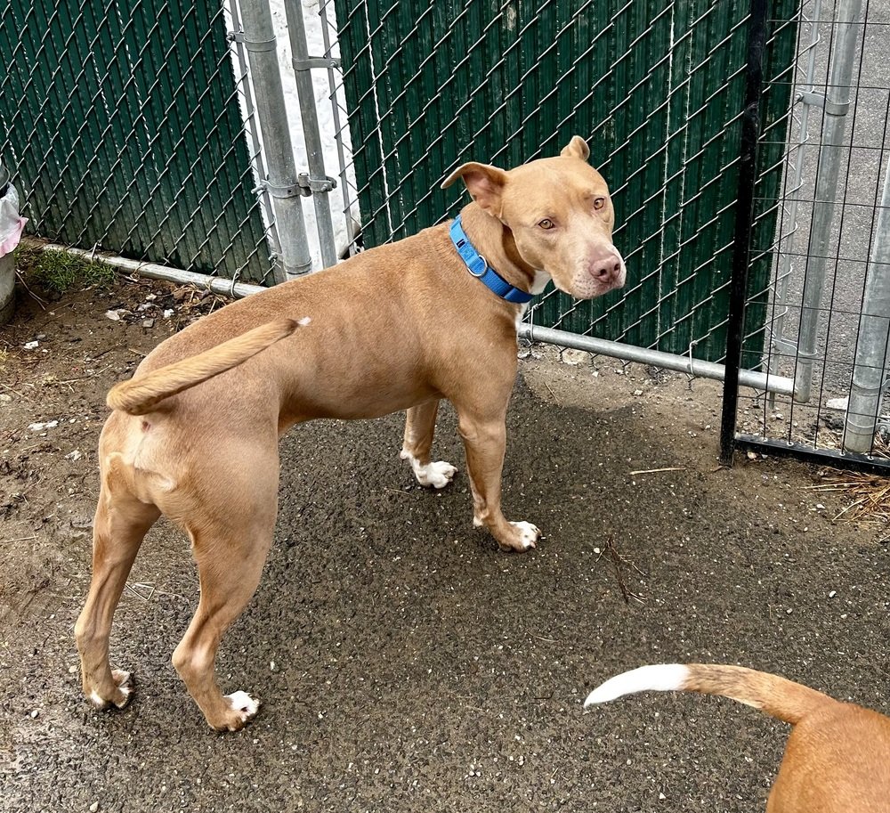 adoptable Dog in Brewster, NY named Buck (bonded with Akuma, must be adopted together)