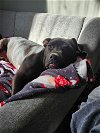 adoptable Dog in brewster, NY named Haggard
