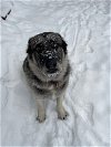 adoptable Dog in brewster, NY named Jessie