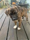 adoptable Dog in brewster, NY named Jolene (Giselle