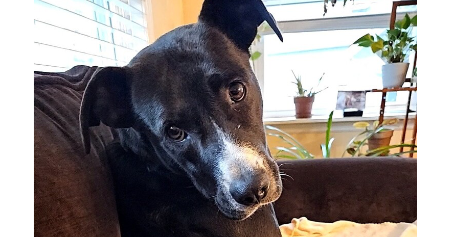 adoptable Dog in Brewster, NY named Elsa (Momma)