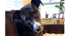 adoptable Dog in brewster, NY named Elsa (Momma)