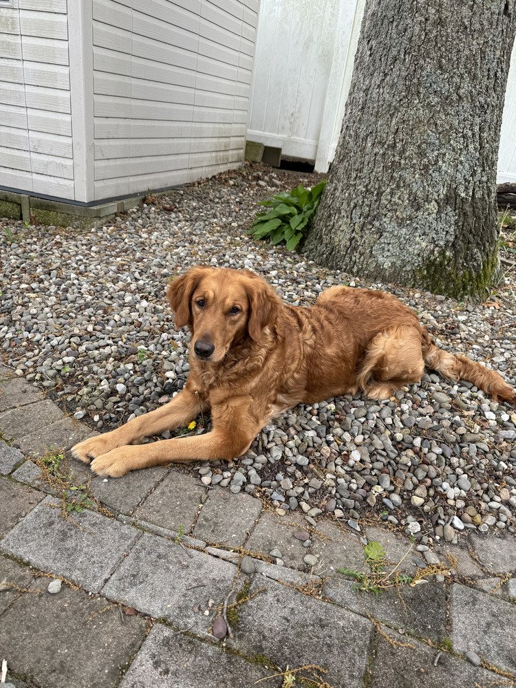 adoptable Dog in Brewster, NY named Summer (Golden Girls)