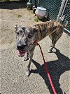 adoptable Dog in  named Rex (Lucy