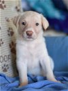 adoptable Dog in  named Helium (Ellie