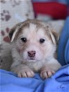 adoptable Dog in  named Neon (Ellie