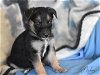 adoptable Dog in  named Radium (Ellie