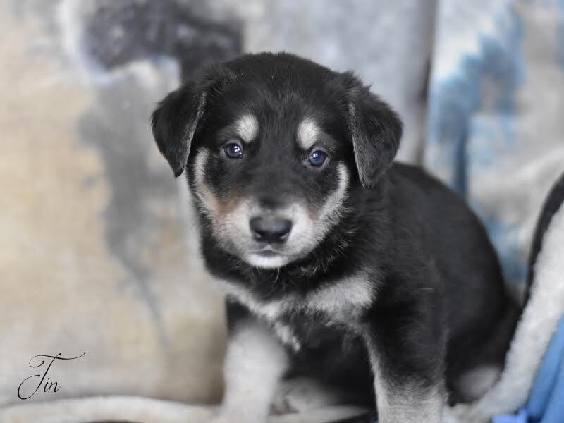 adoptable Dog in Brewster, NY named Tin (Ellie's Litter)