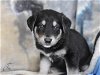 adoptable Dog in  named Tin (Ellie