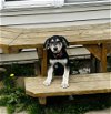 adoptable Dog in brewster, NY named Tin (Ellie