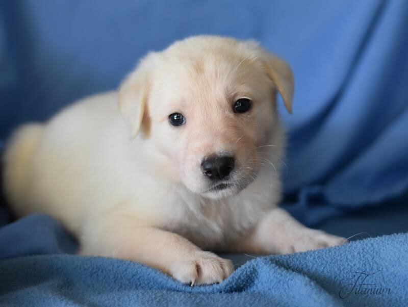 adoptable Dog in Brewster, NY named Titanium (Ellie's Litter)