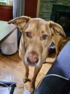 adoptable Dog in Brewster, NY named Mango