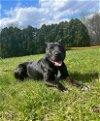 adoptable Dog in brewster, NY named Jack the Lab