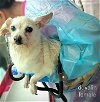 adoptable Dog in brewster, NY named Duvalin