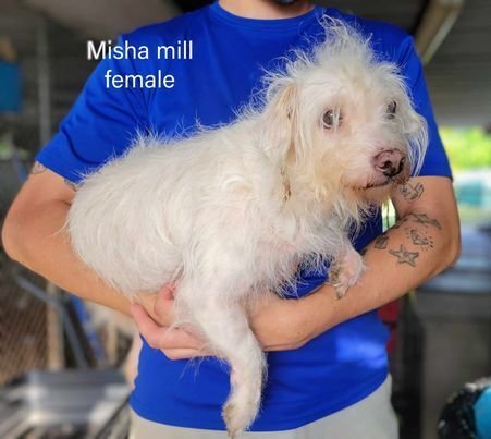 adoptable Dog in Brewster, NY named Misha