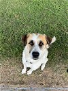 adoptable Dog in brewster, NY named River