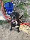 adoptable Dog in brewster, NY named Boo Boo