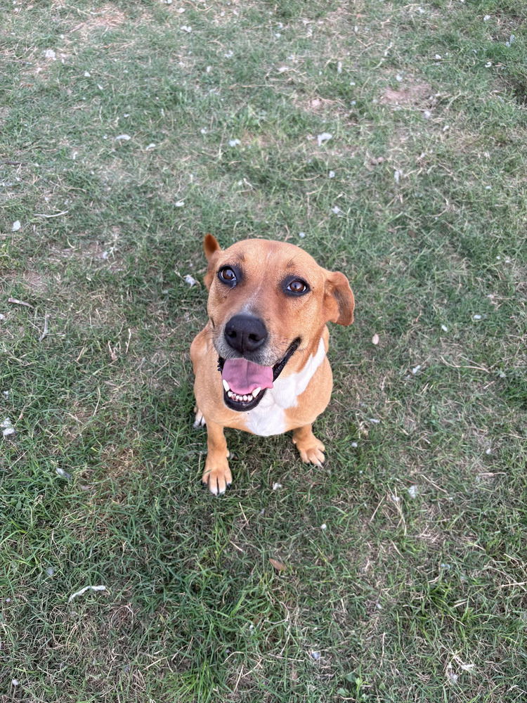 adoptable Dog in Brewster, NY named Gemma